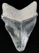 Gray & Black Calico  Bone Valley Megalodon Tooth #22194-1